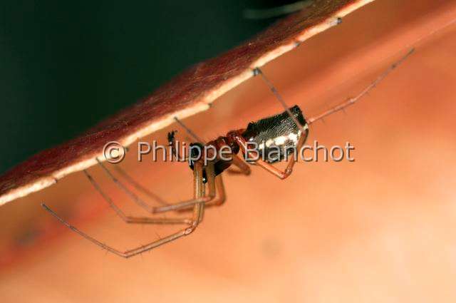 Linyphiidae_microlinyphia.JPG - France, Araneae, Linyphiidae, Araignée à baldaquin (Microlinyphia sp)